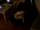 Pavlov\ Pavlov\