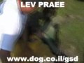 German Shepherd : 2 dogs attacking 1 man. Lev Praee Israel German Shepherd : 2 dogs attacking 1 man. Lev Praee Israel