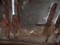 Preparing the body 1