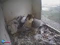 S2 Feeds the kuikens on Mother\