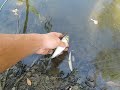 Chub release