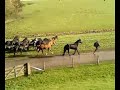 klik om af te spelen in groter formaat (3 keer afgespeeld)