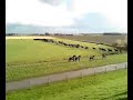 Paarden in de waddenzee gered