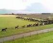 Paarden in de waddenzee gered