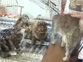 Cat House Tour (Part 2)