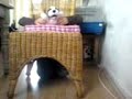 Tuck's dansfilmpje