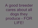 Is a Sheltie for Me? Is a Sheltie for Me?