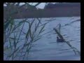 Waterbird