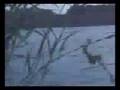videos de Waterbird