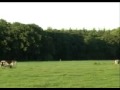 Lopen met Koeien
