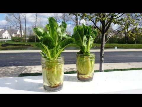 how to harvest romaine