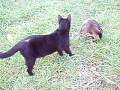 videos de Breakfast cats 3