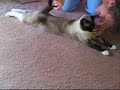 Teaching an aloof cat to drink from a fountain