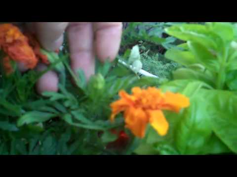 how to care marigold plant