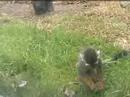 Beginner Zoo Guide - updated! Beginner Zoo Guide - updated!
