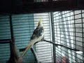 my N�nfensittiche