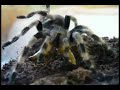 Nhandu coloratovillosus vs larva Nhandu coloratovillosus vs larva
