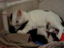 Faloesy & kittens