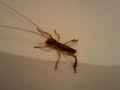 Weta Poo video-2010-03-06-10-08-04.3gp