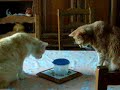 lé chat lé chat