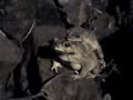 animal sex