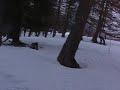 Risoul downhill door de bomen