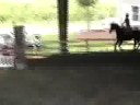 Level 1 (3 ft) jumpers