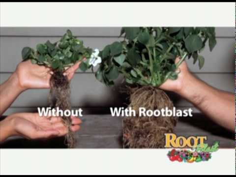how to fertilize iris plants