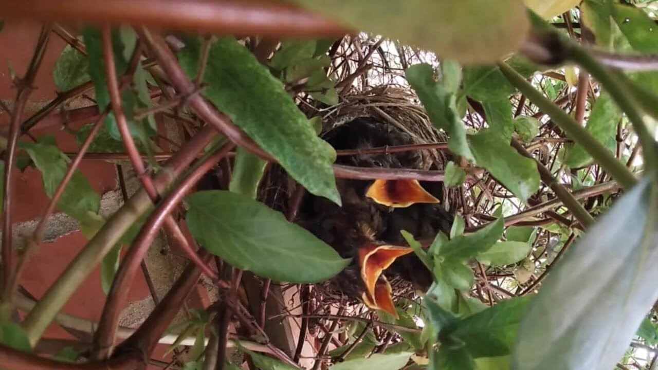 Blackbird Chicks In Kings Wood Gate