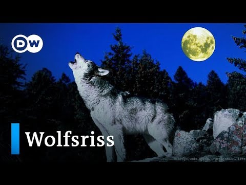 Deutschland: Weniger Schutz für den Wolf? | DW Nachrichten