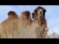 Gobi Desert Camels Extraordinary Performance ;)