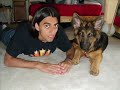 Solea the Incredible Canine