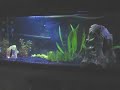 Red Rummynose and Cardinal Tetra