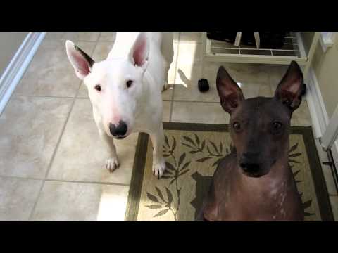 how to care for a xoloitzcuintli