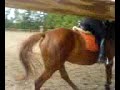 Marta i Bagatela - galop