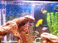 My African Cichlid