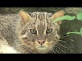 Weird, Strange & Rare! The small cats of Big Cat Rescue