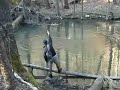 Fly Fishing - Dry Flies On Virginia Trout Streams