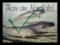 (HAPPY THANKSGIVING) Narwhals, Badgers, and Snakes OH MY!!!
