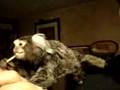 Chonga  the Common Marmoset (Callithrix jacchus), Cotton Eared Marmoset or  white-tufted Marmoset