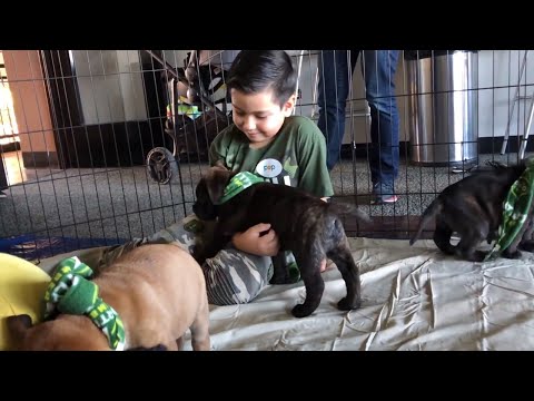 Video: Timbers set goalkeeper Derrick Tellez up with Pile of Puppies; Tellez launches GoFundMe