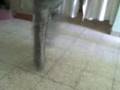 Electro Los MhDp