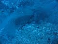 knapp scuba diving at Atlantis 27