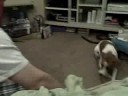 Mara Jade - Dog Genius