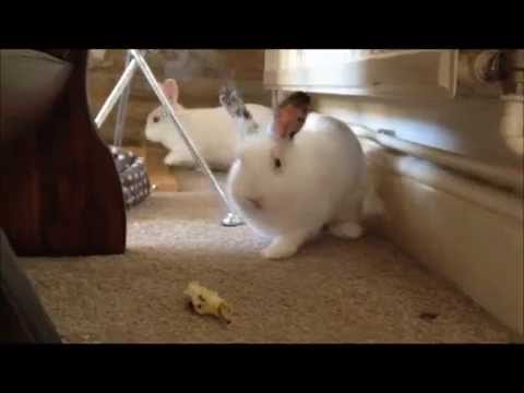 The Great Apple Core Chase of 2013