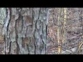Bowhunting in Atlanta GA Mid January Bowkill doe 2008