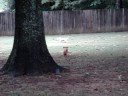 Granddogs Come to Play