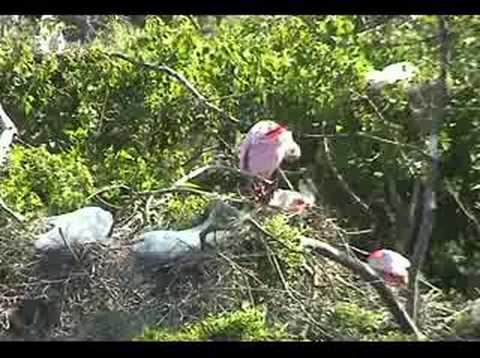 Roseate Spoonbill