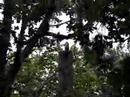 Redheaded Woodpecker Redheaded Woodpecker