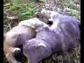 cani e gatti di Castelvetere S/C